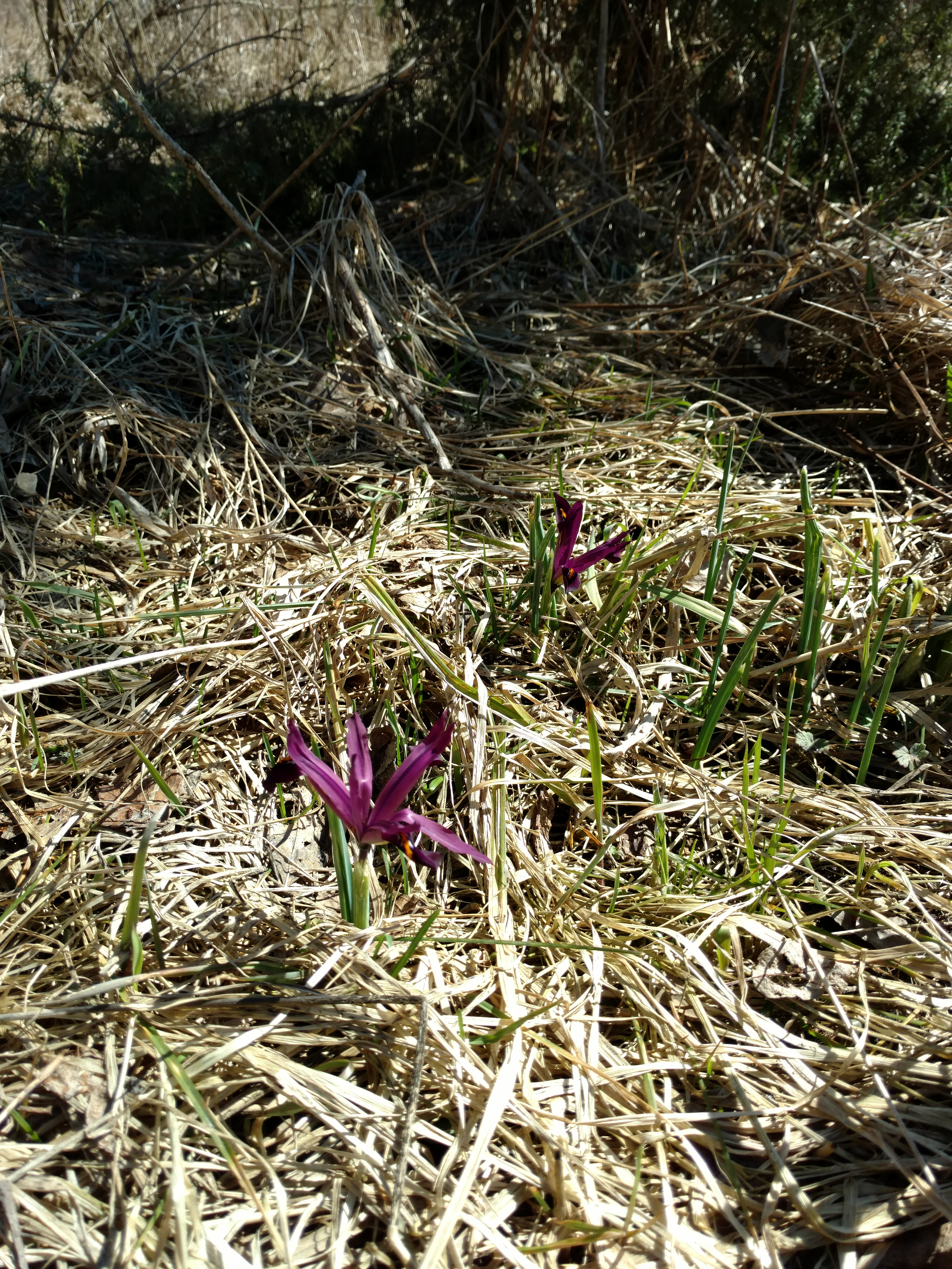IMG_20180407_125344483.jpg
