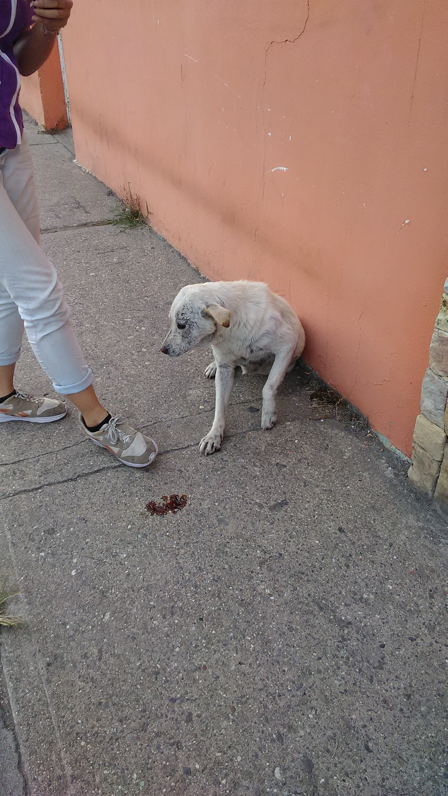 curando a la perrita (3).jpg