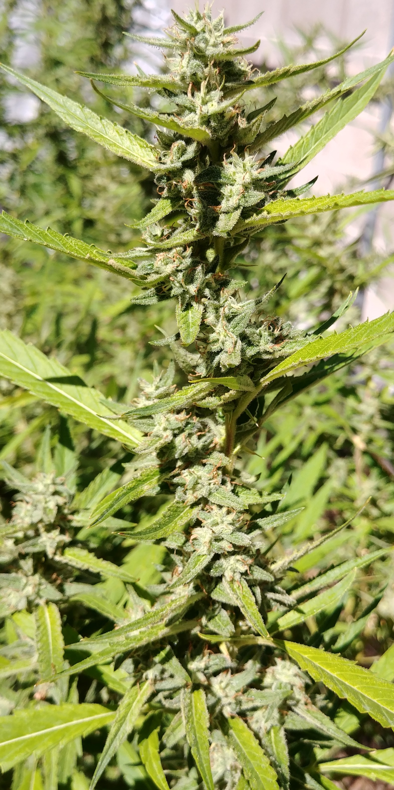 20180922_113702-1.jpg