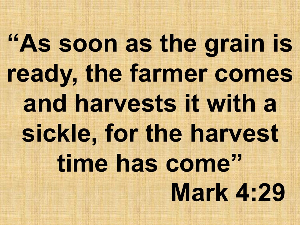 Words of master Jesus. As soon as the grain is ready, the farmer comes and harvests it with a sickle, for the harvest time has come. Mark 4,29.jpg