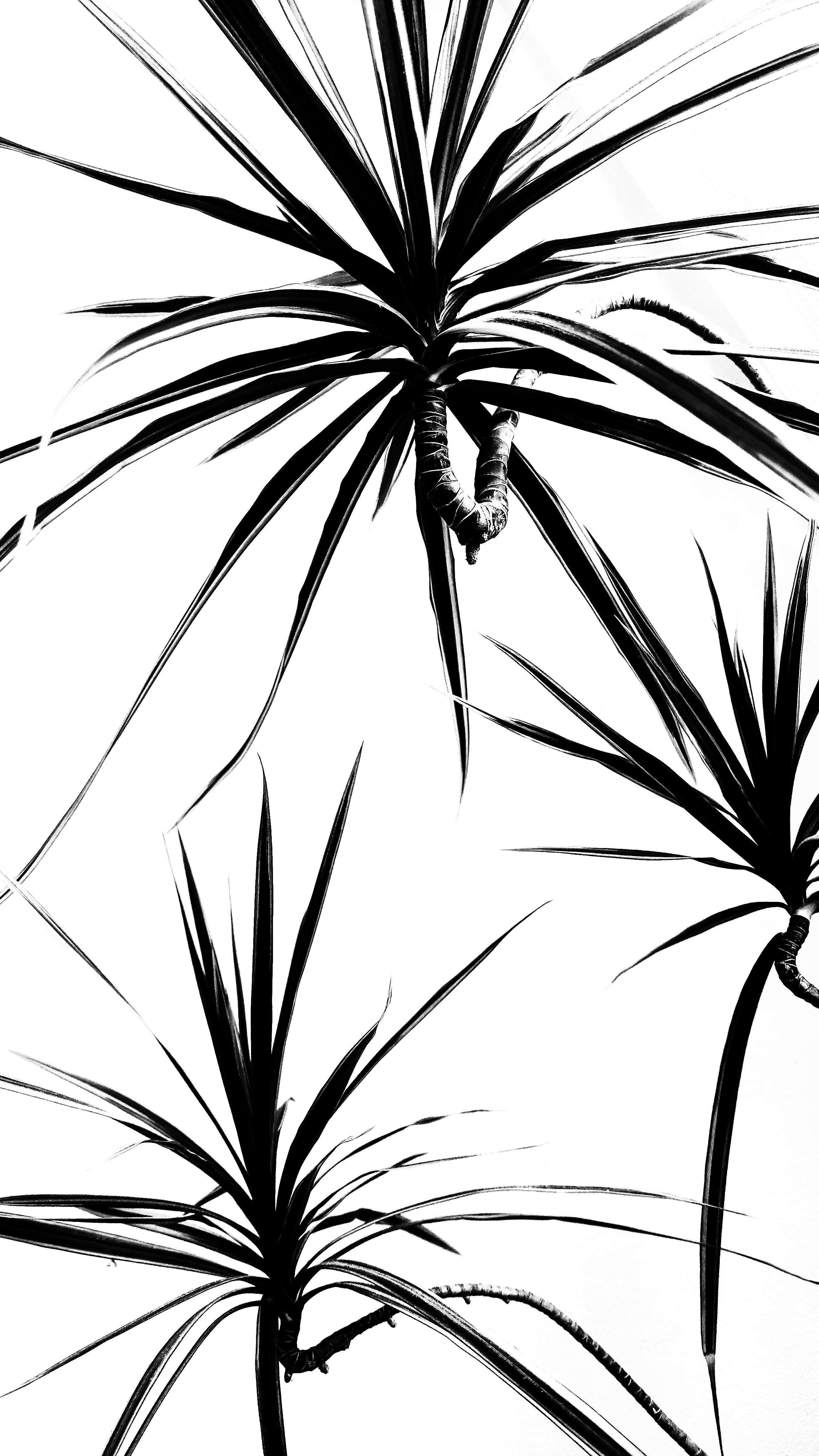 palm (1).jpeg