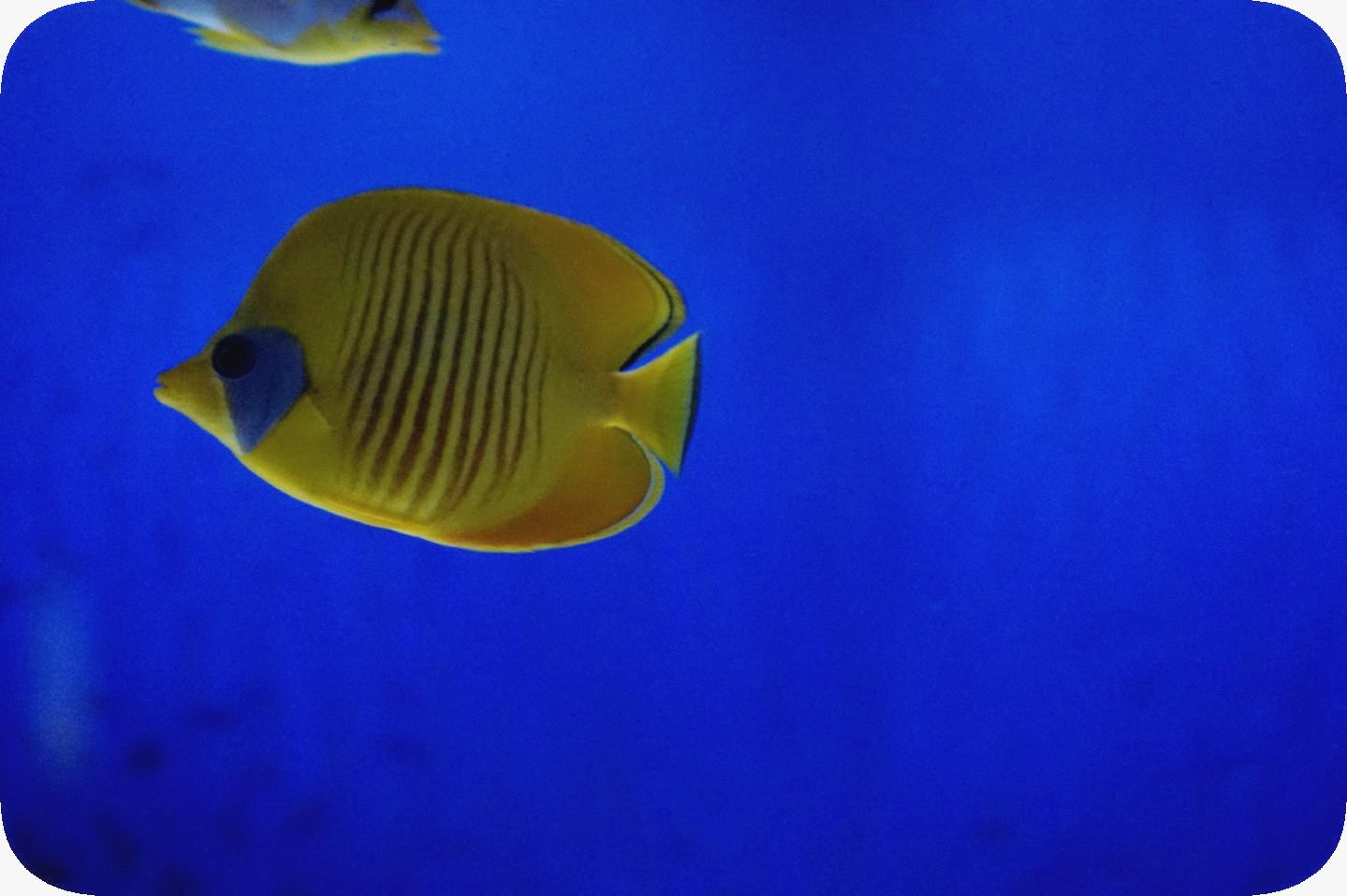 Oceanarium in St. Petersburg. Part 9==Ozeanarium in St. Petersburg. Teil 9