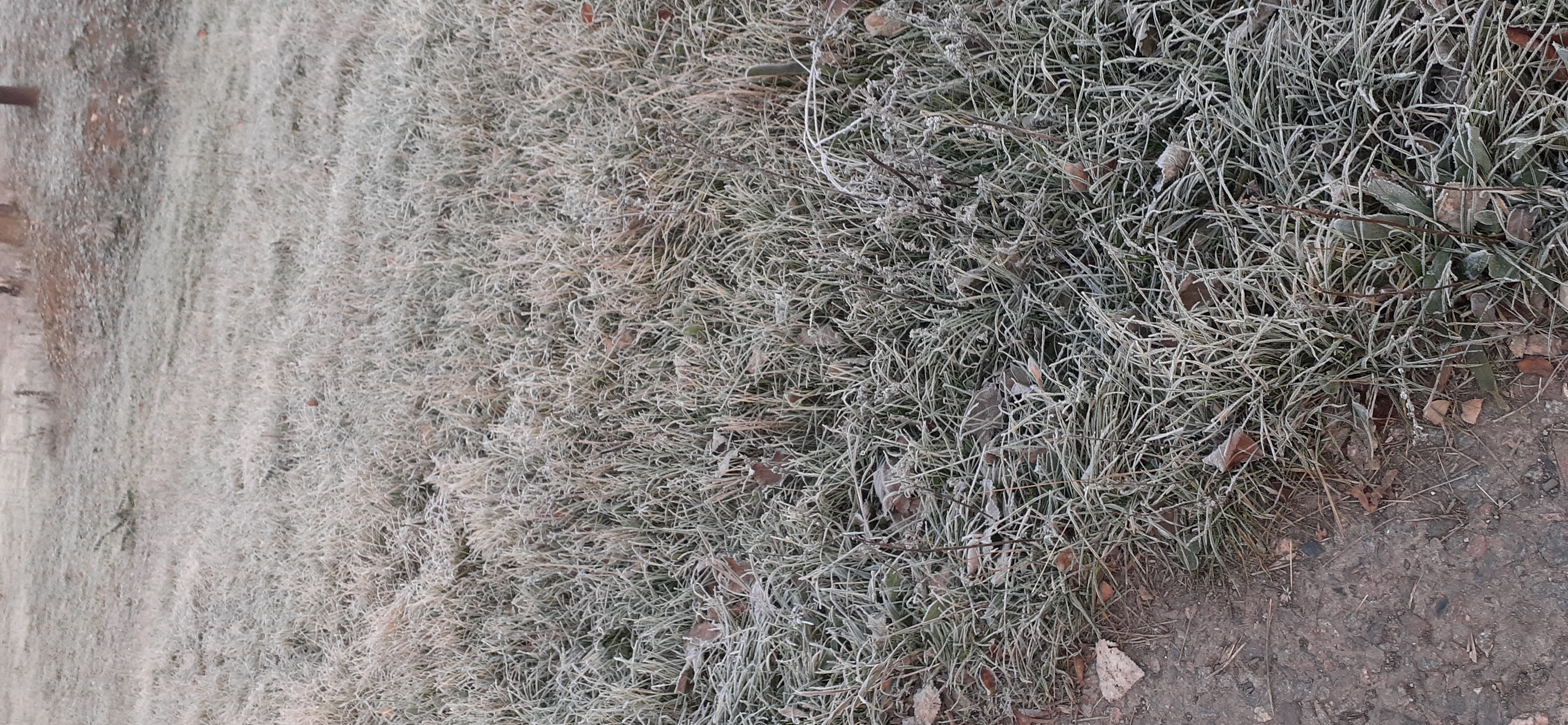 20201112_073441.jpg