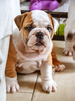 pup small.jpg
