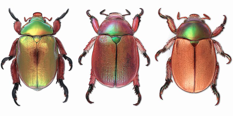 XmasBeetle.jpg