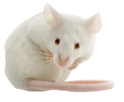 rat.png