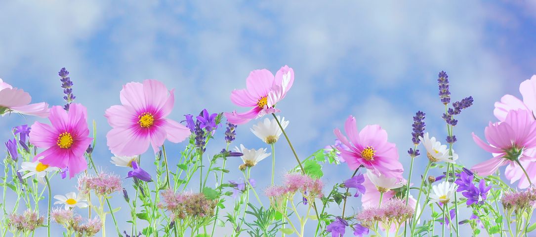 wild-flowers-571940__480.jpg