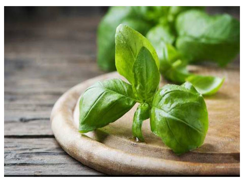 basil leaves .jpg