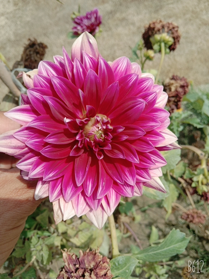 B612_20210528_101131_039.jpg