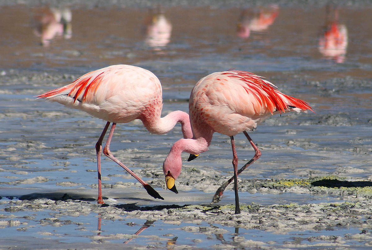 1200px-Flamingos_Laguna_Colorada.jpg