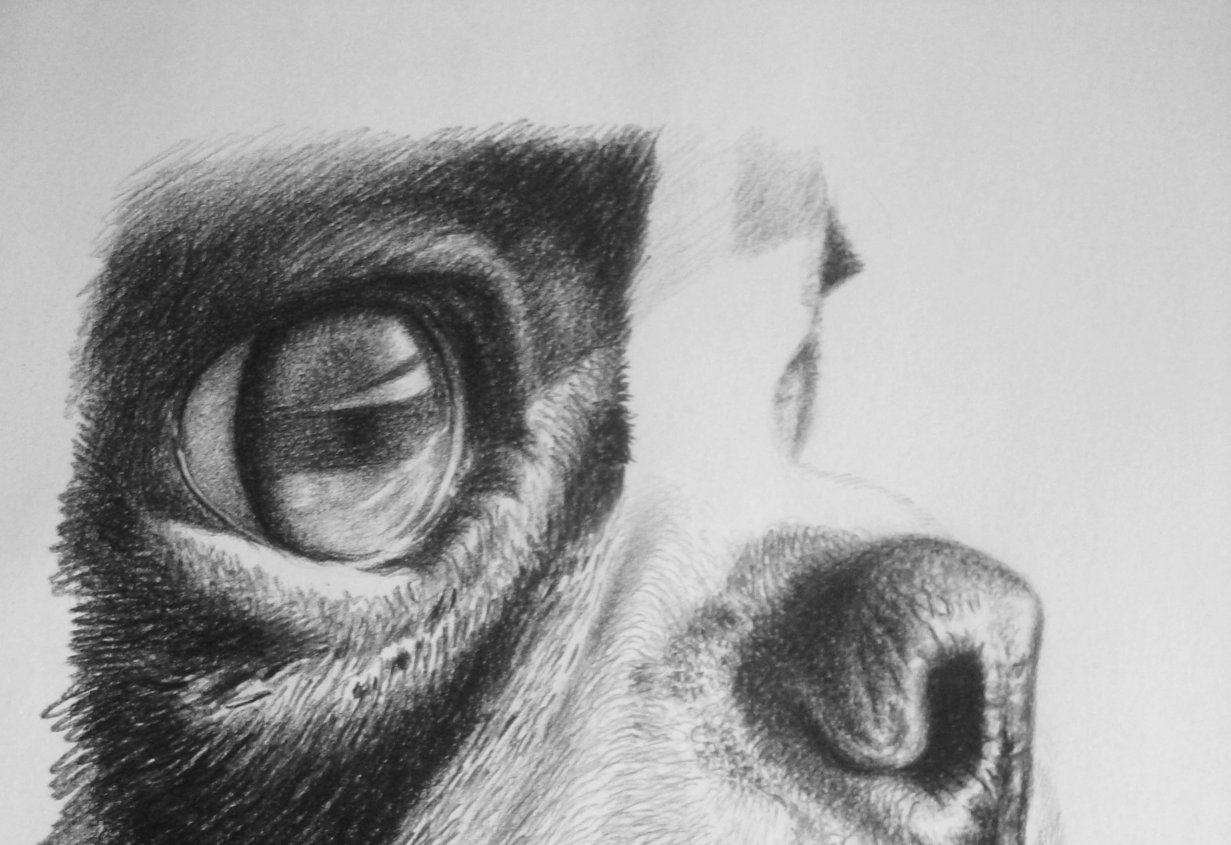 dibujo de cara de boston terrier