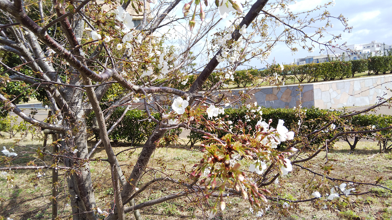 20200223plumblossom.png