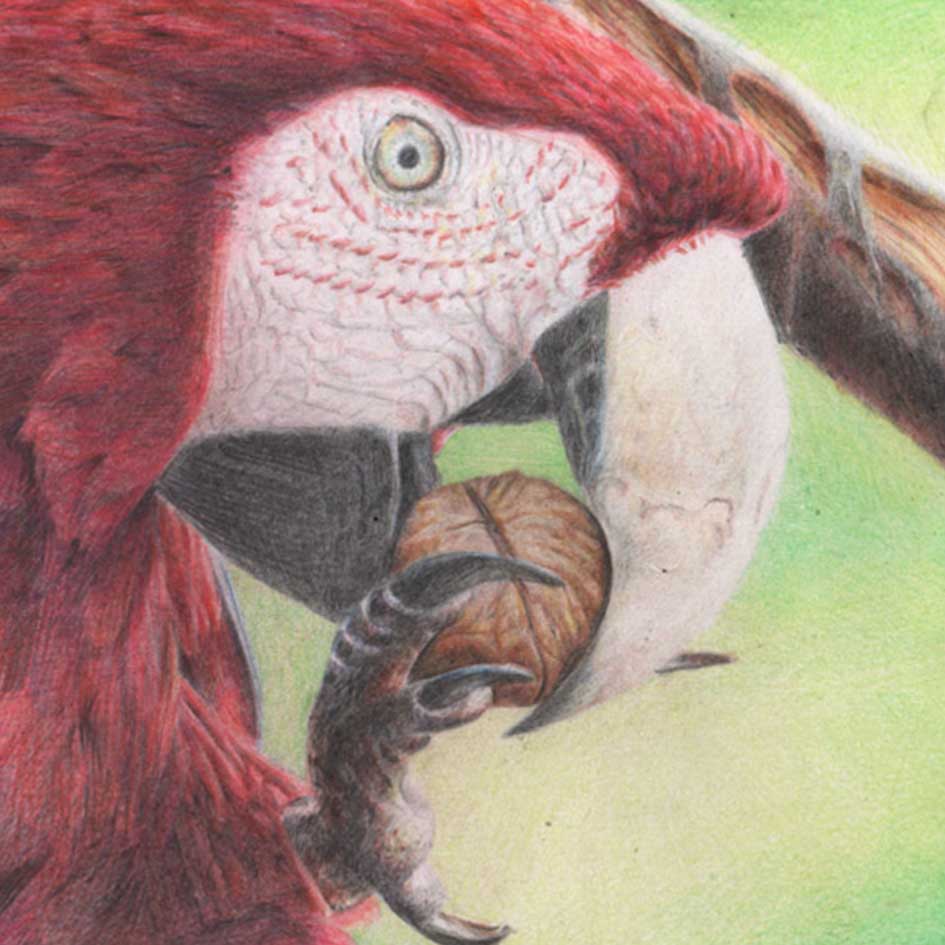guacamayo3.jpg