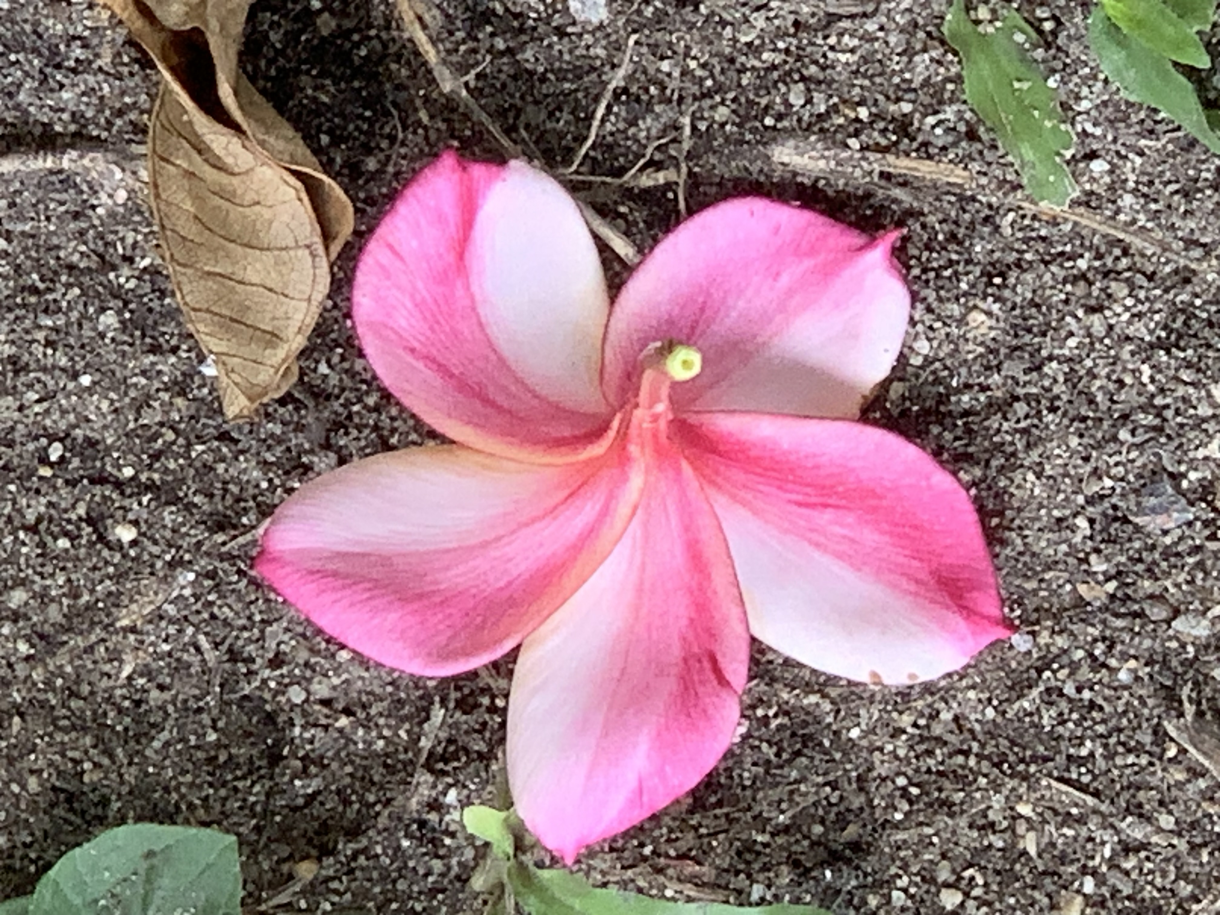 flower301.jpg