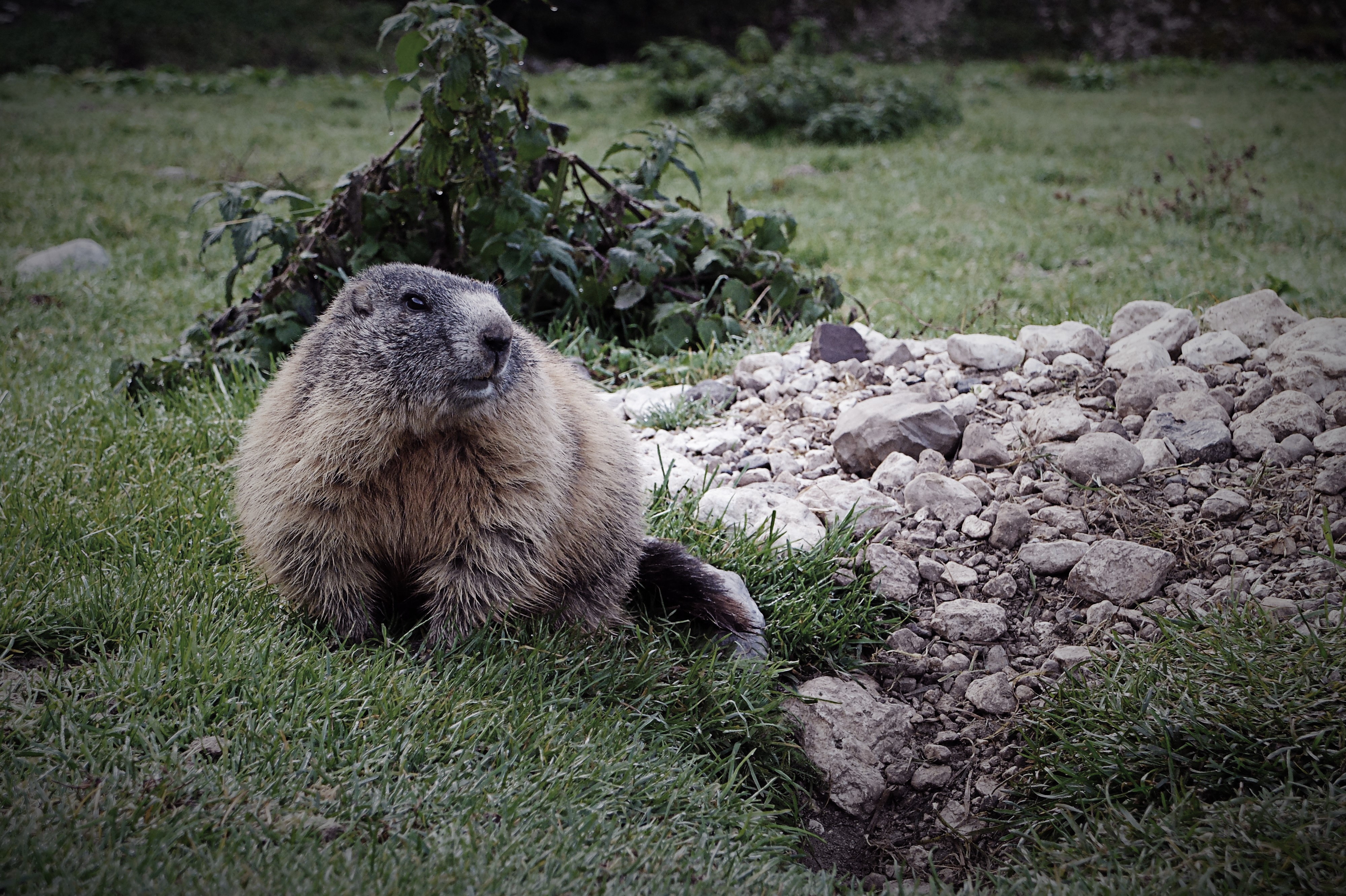 marmotedit.jpg