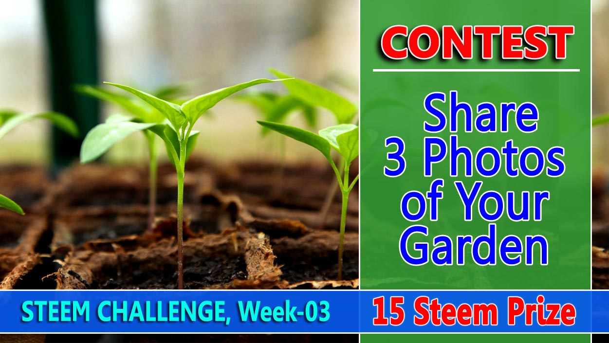 contest-3.jpg