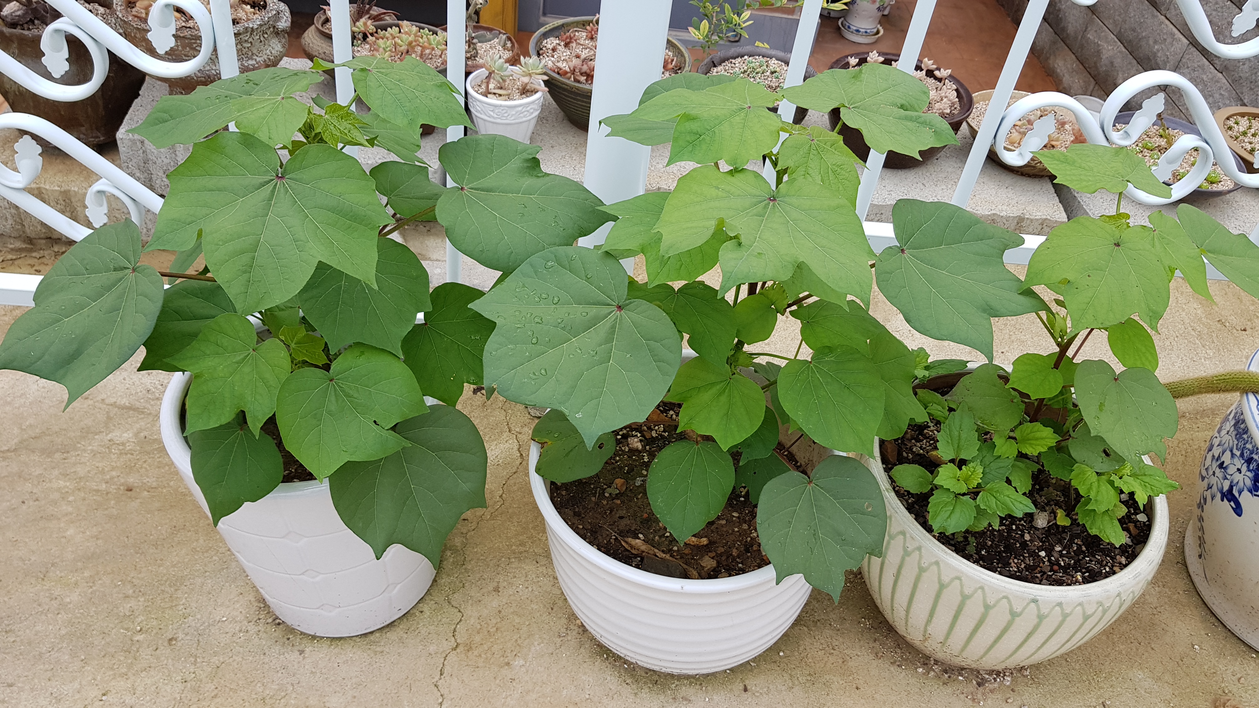 20180713_132131.jpg