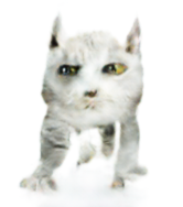 Screenshot_20190203_174056.png