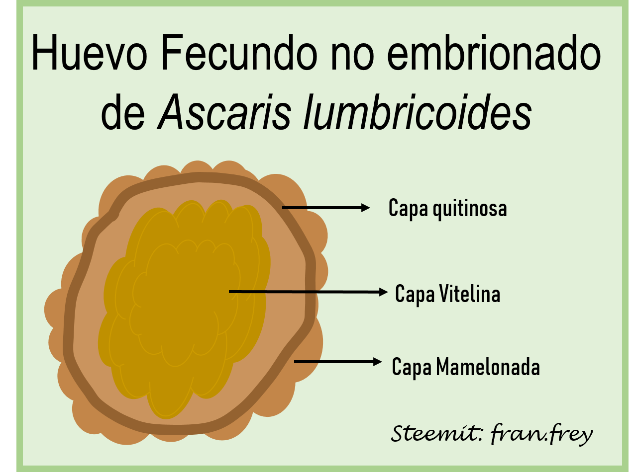 HFNE ascaris.png