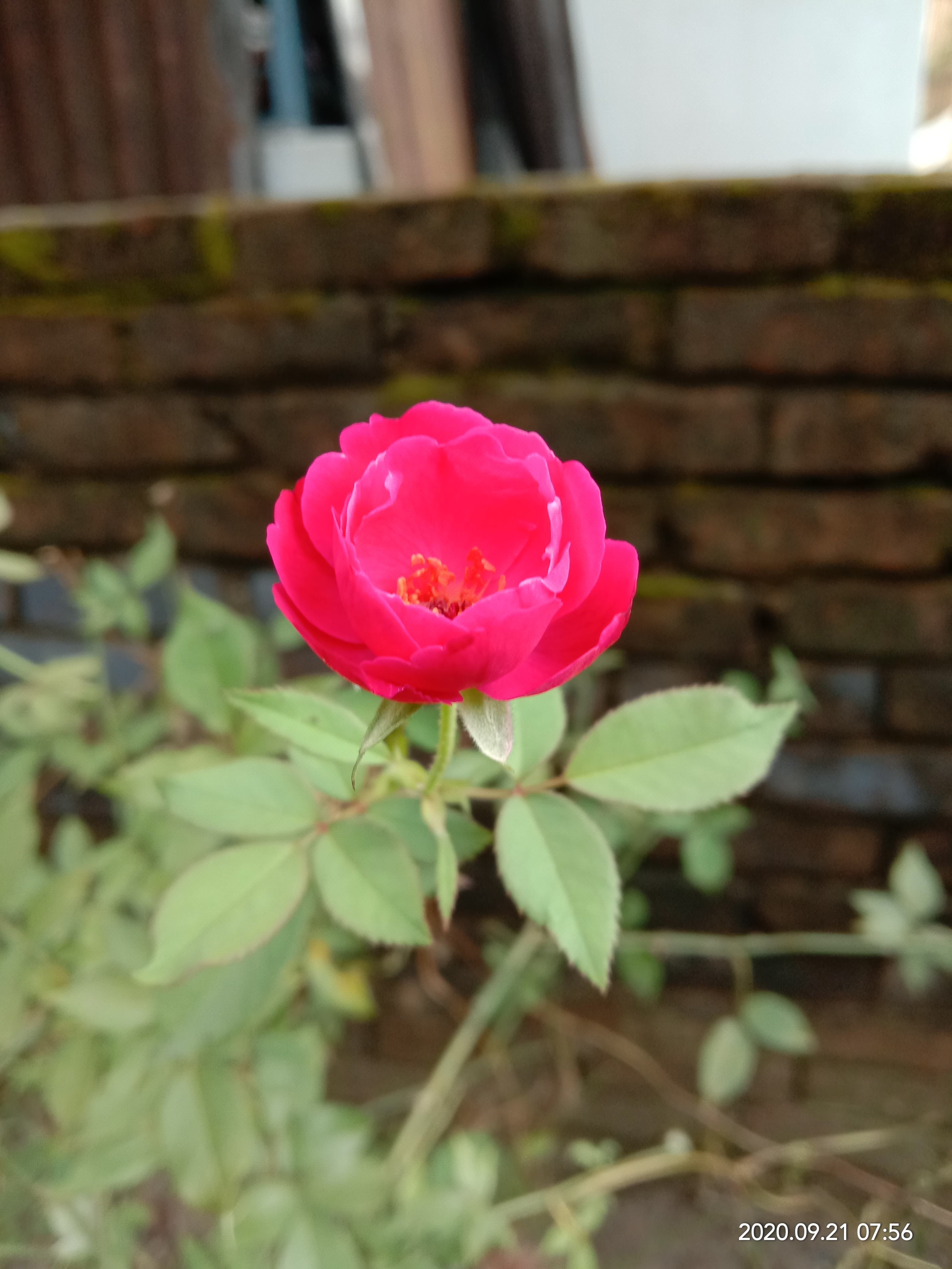 IMG_20200921_075632.jpg
