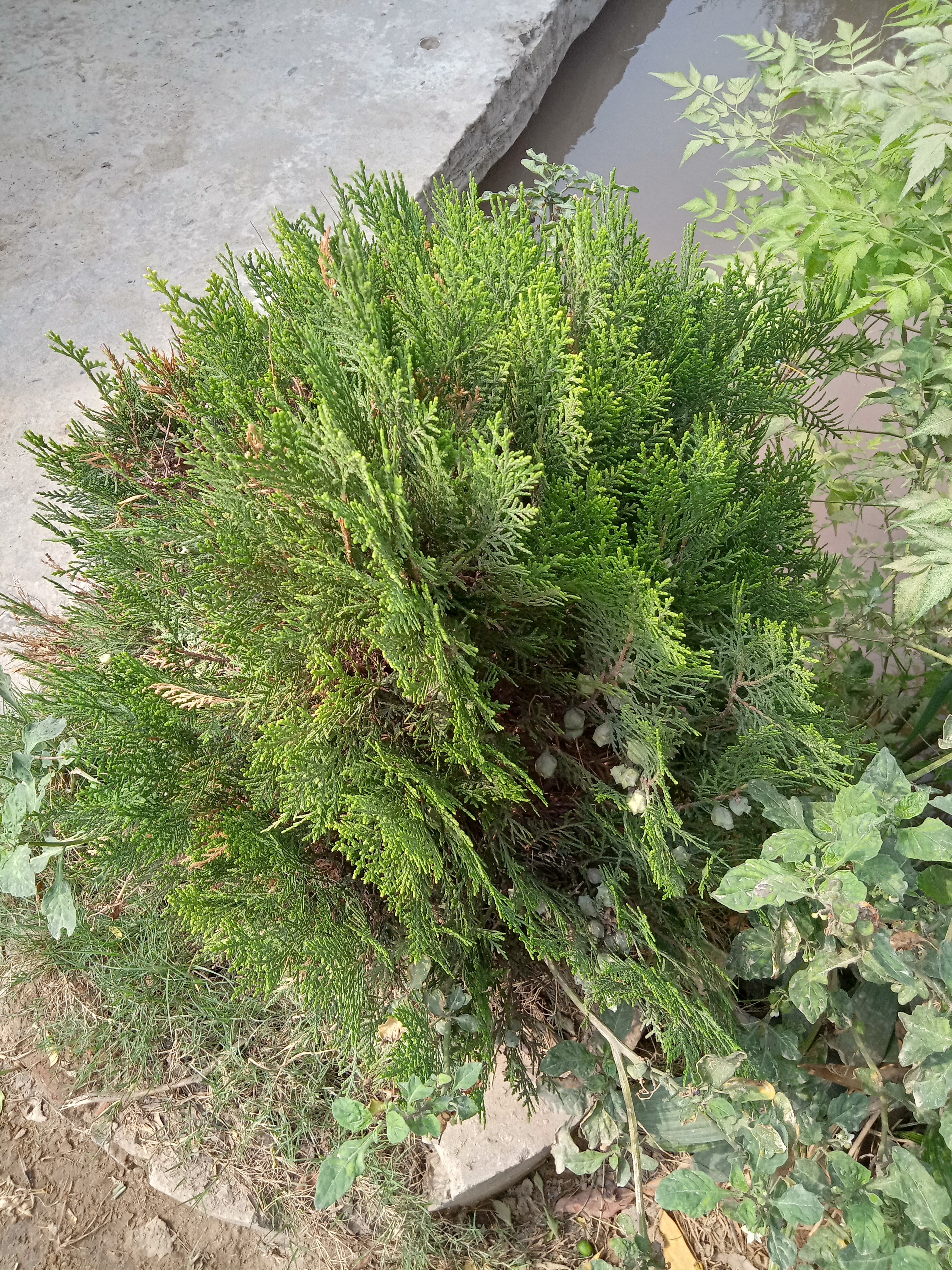 IMG20210712151057.jpg