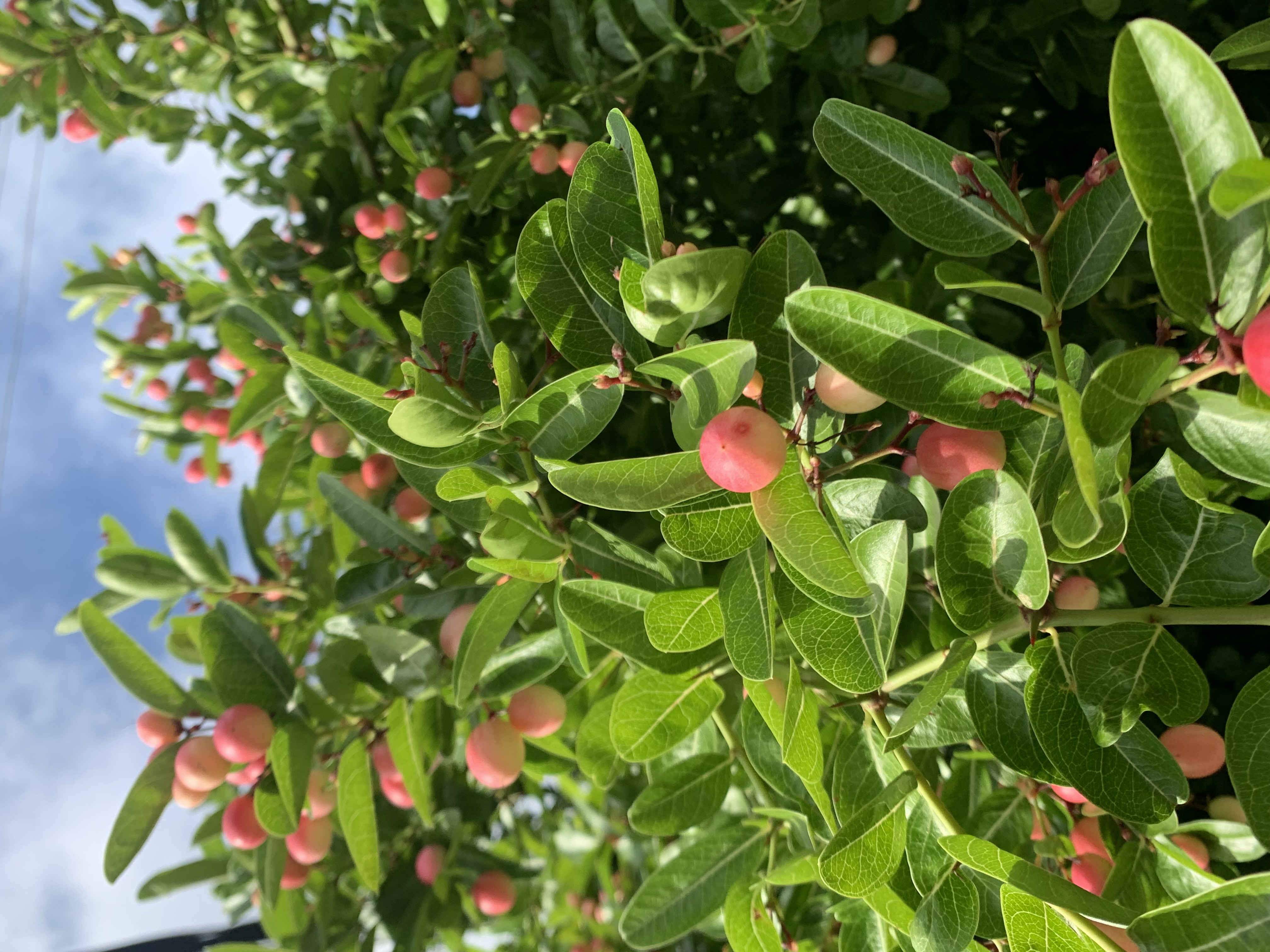 Awesome plant7.jpg