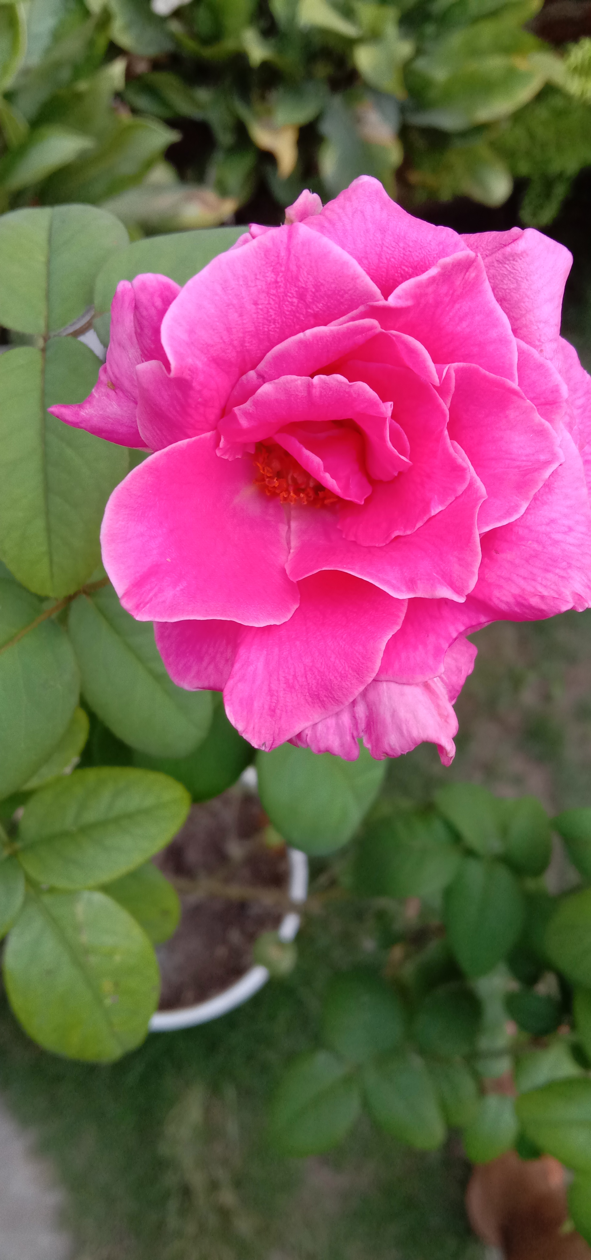 IMG_20210613_173728.jpg