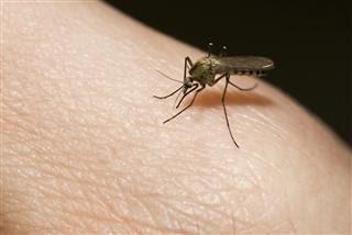 320-8788-mosquito-bites-photo1.jpg