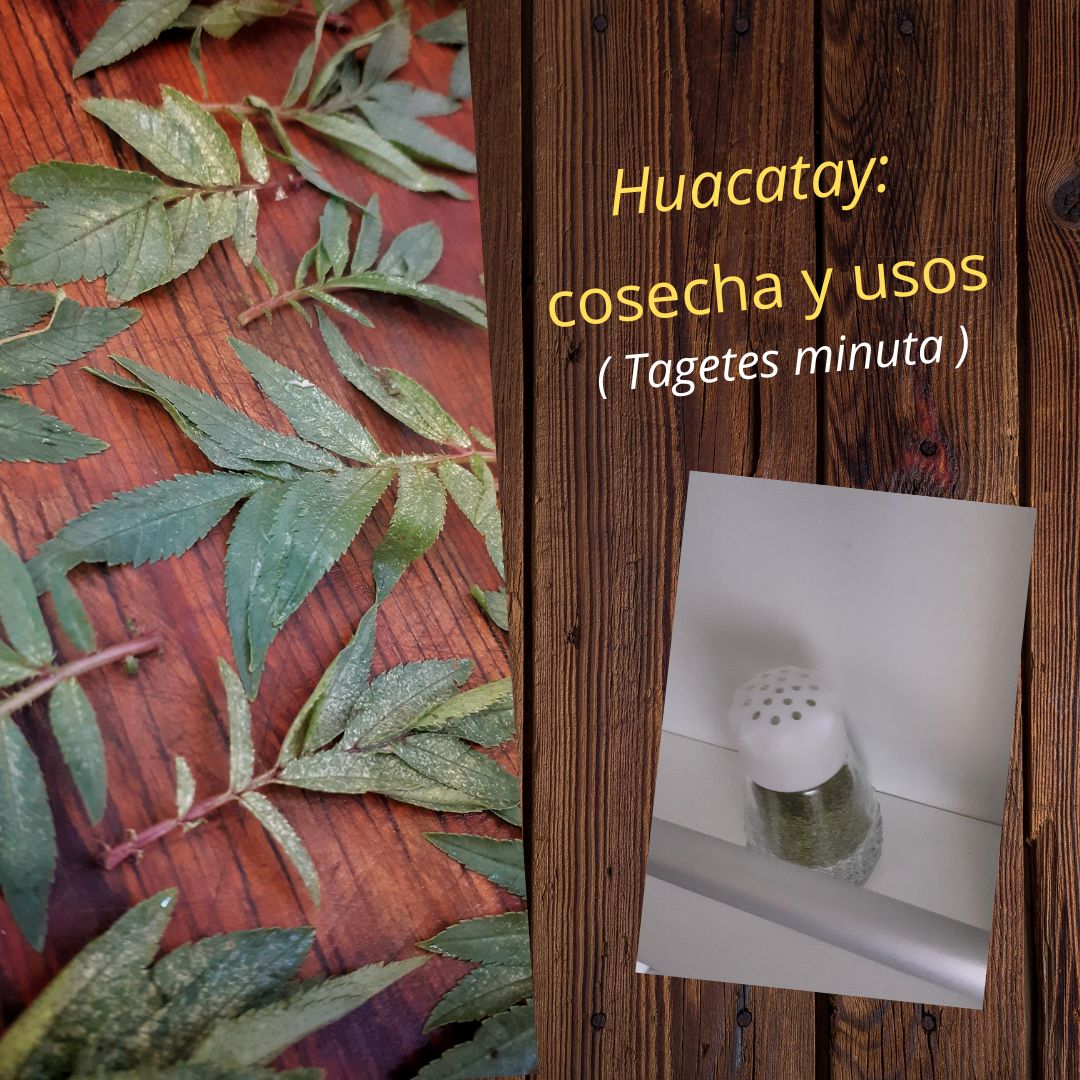 huacatay portada_iniciarte.craft.jpg