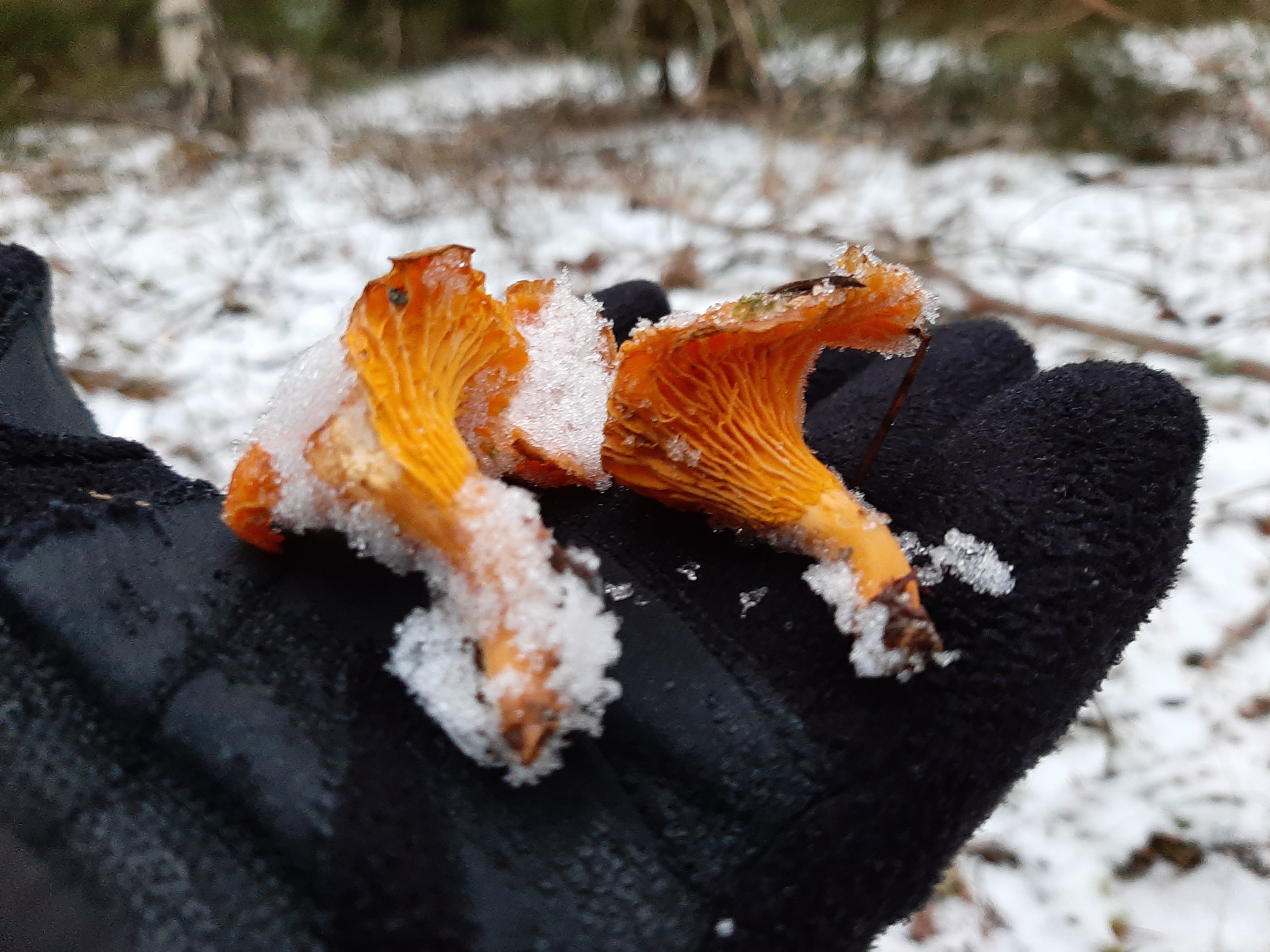 20241208_145511.jpg