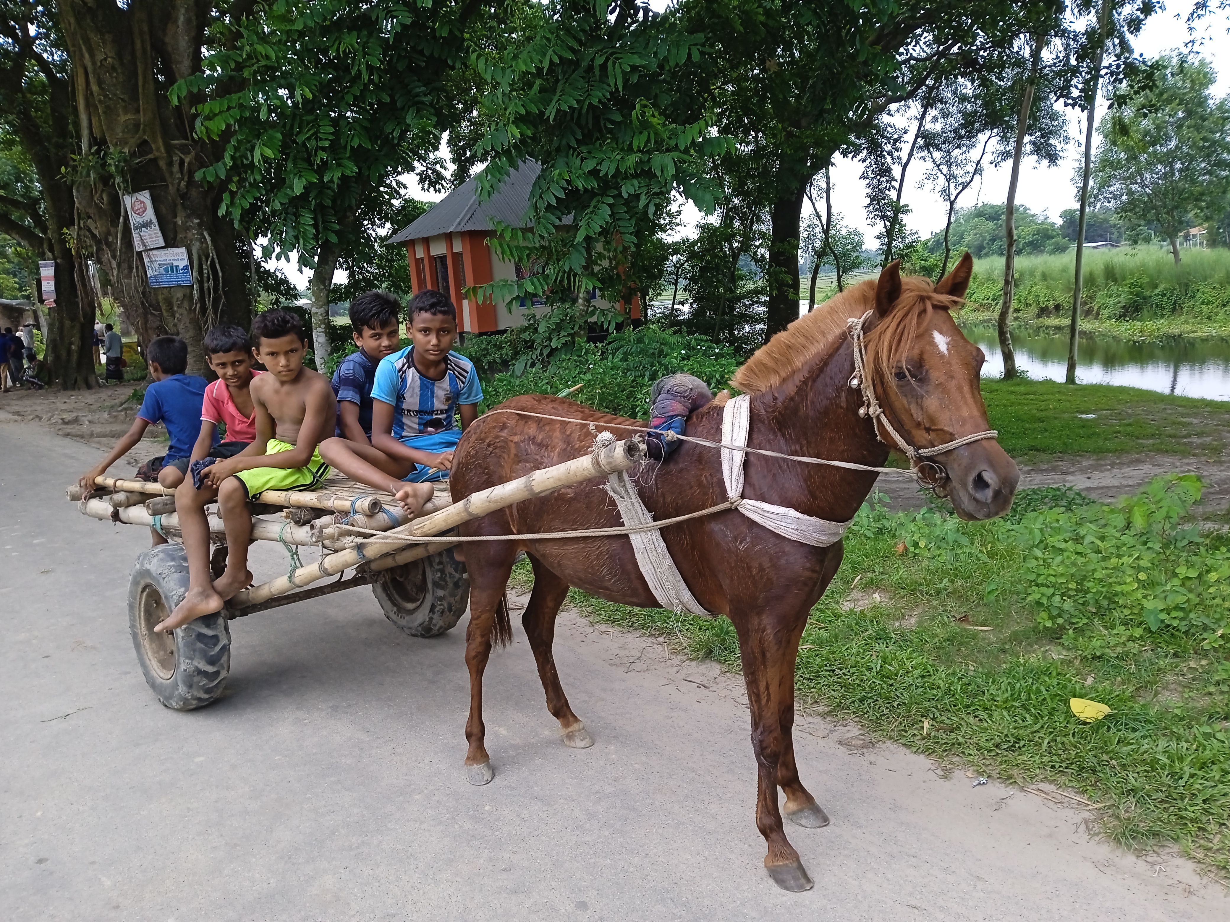 Kaplumbağa porno video