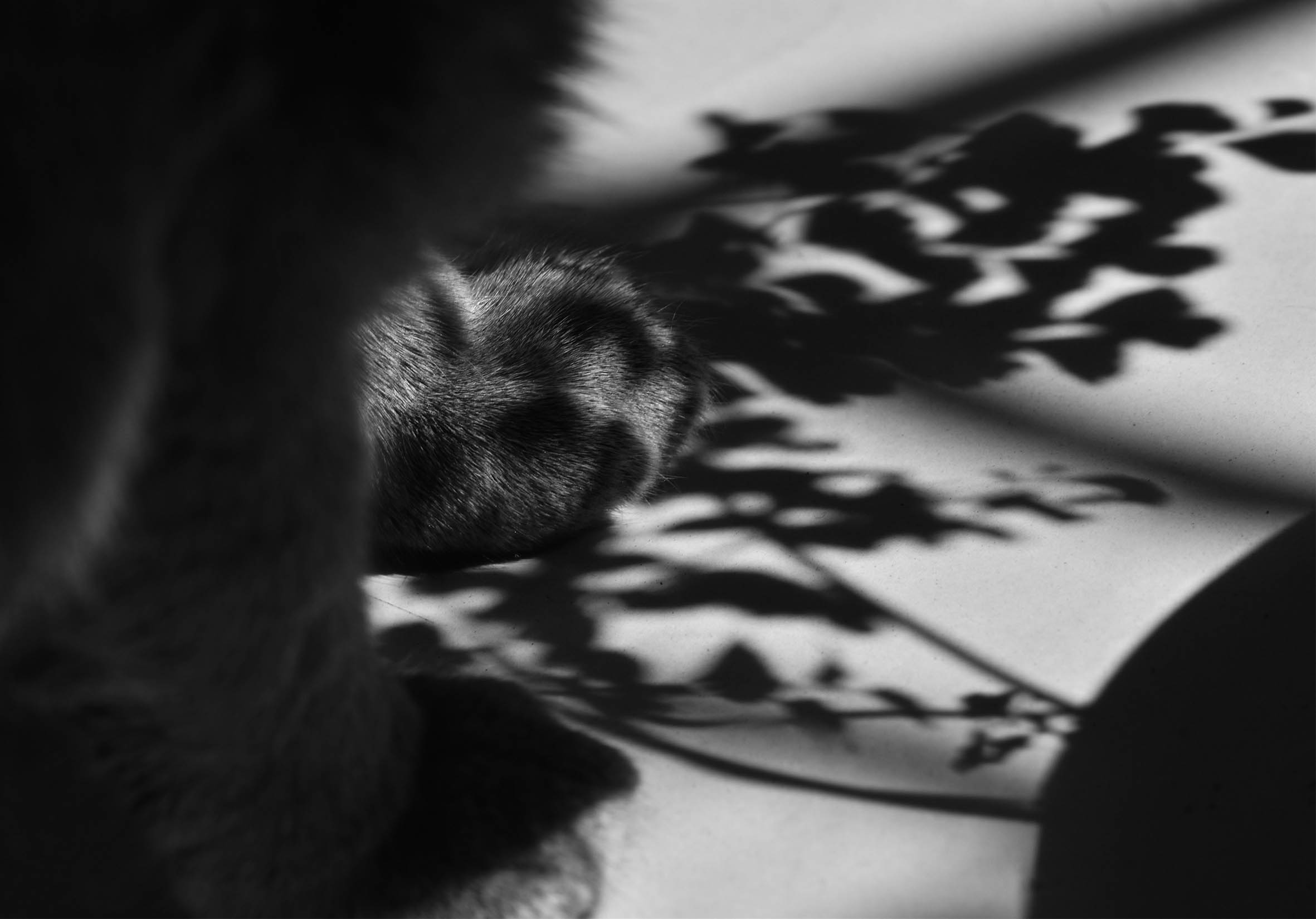 Suzi and fern bw 2.jpg