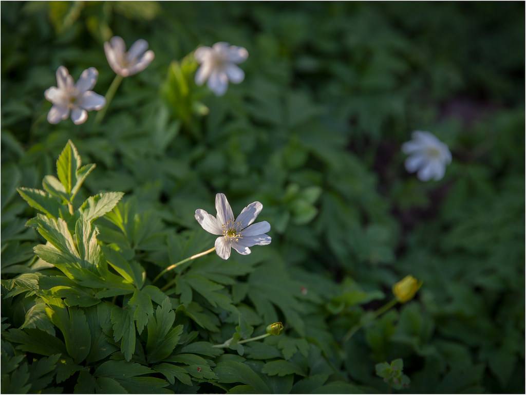 26352183852-springtime (FILEminimizer).jpg