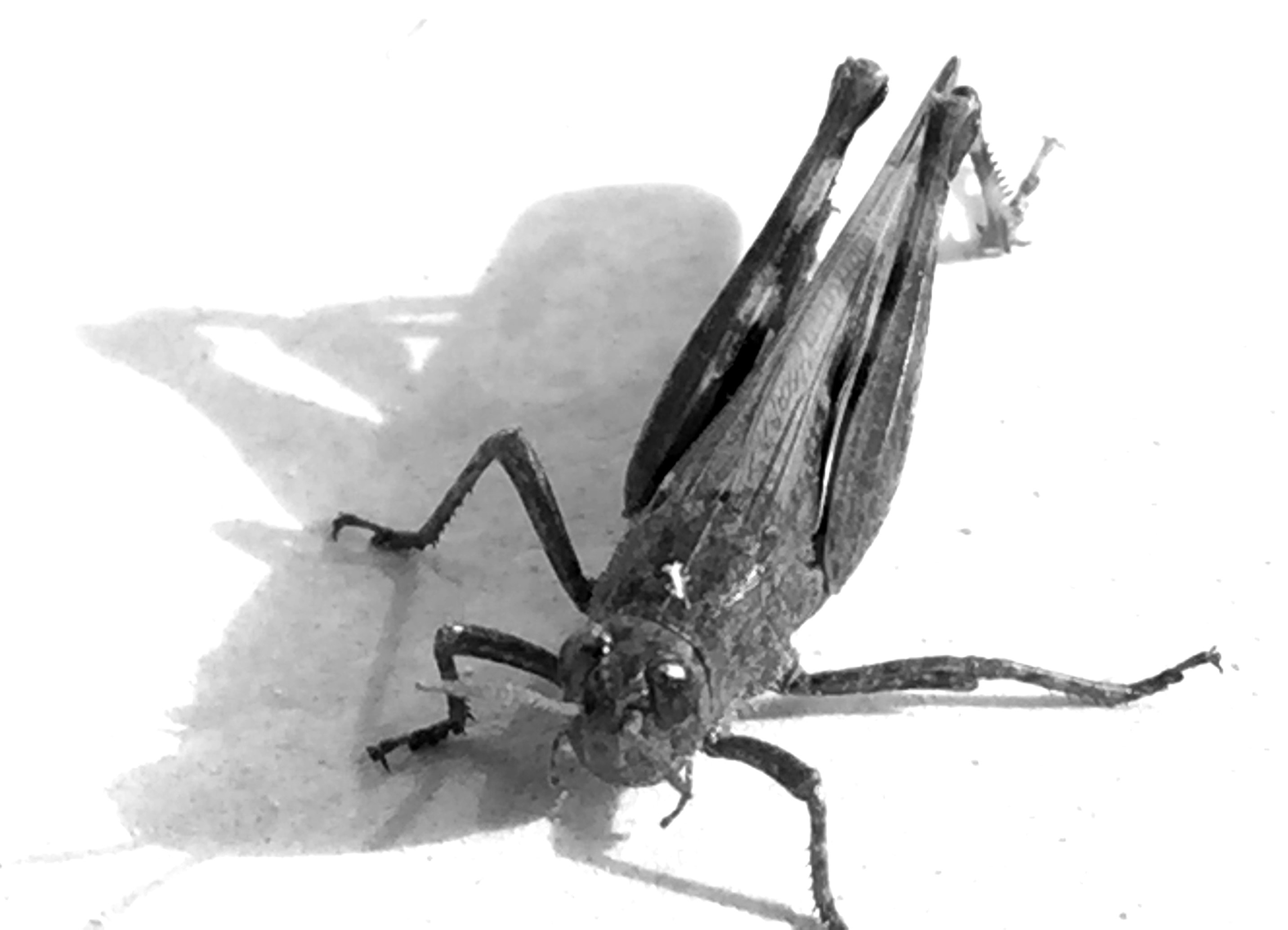IMG2028BWkorfrag.jpg