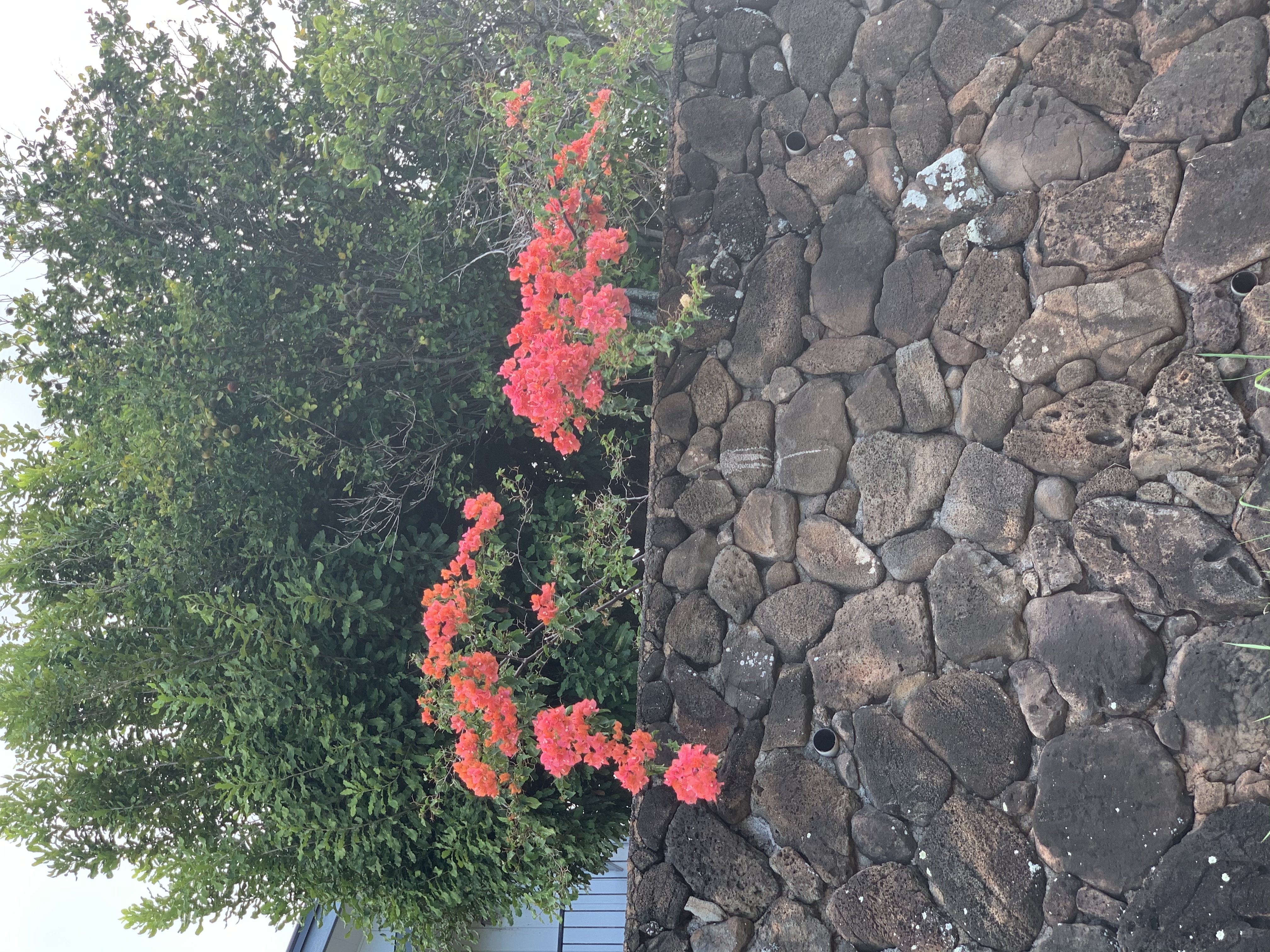 819340D5-645B-4744-8A4F-97F31C0B7160.jpeg