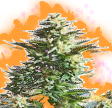 firealien