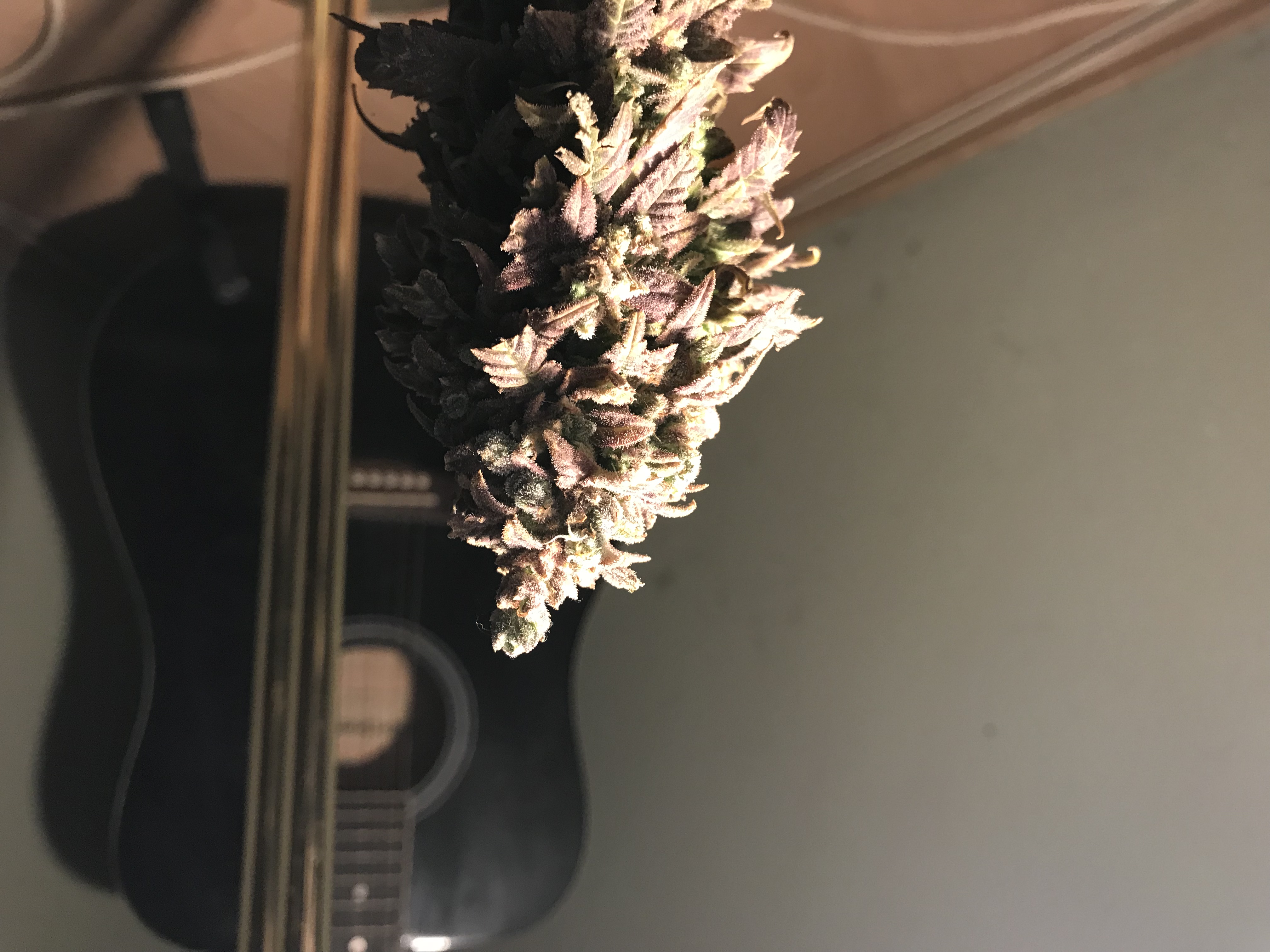 IMG_0199.jpeg