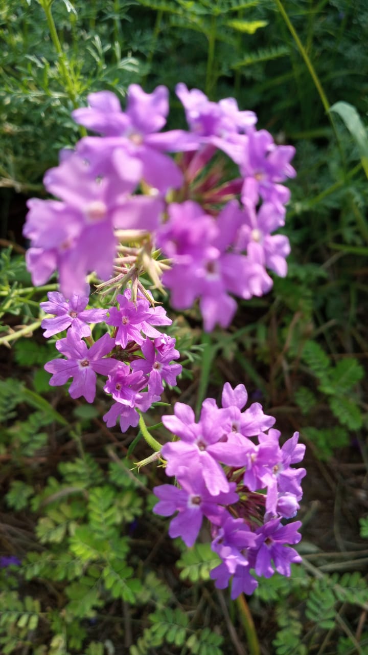 IMG-20210919-WA0000.jpg