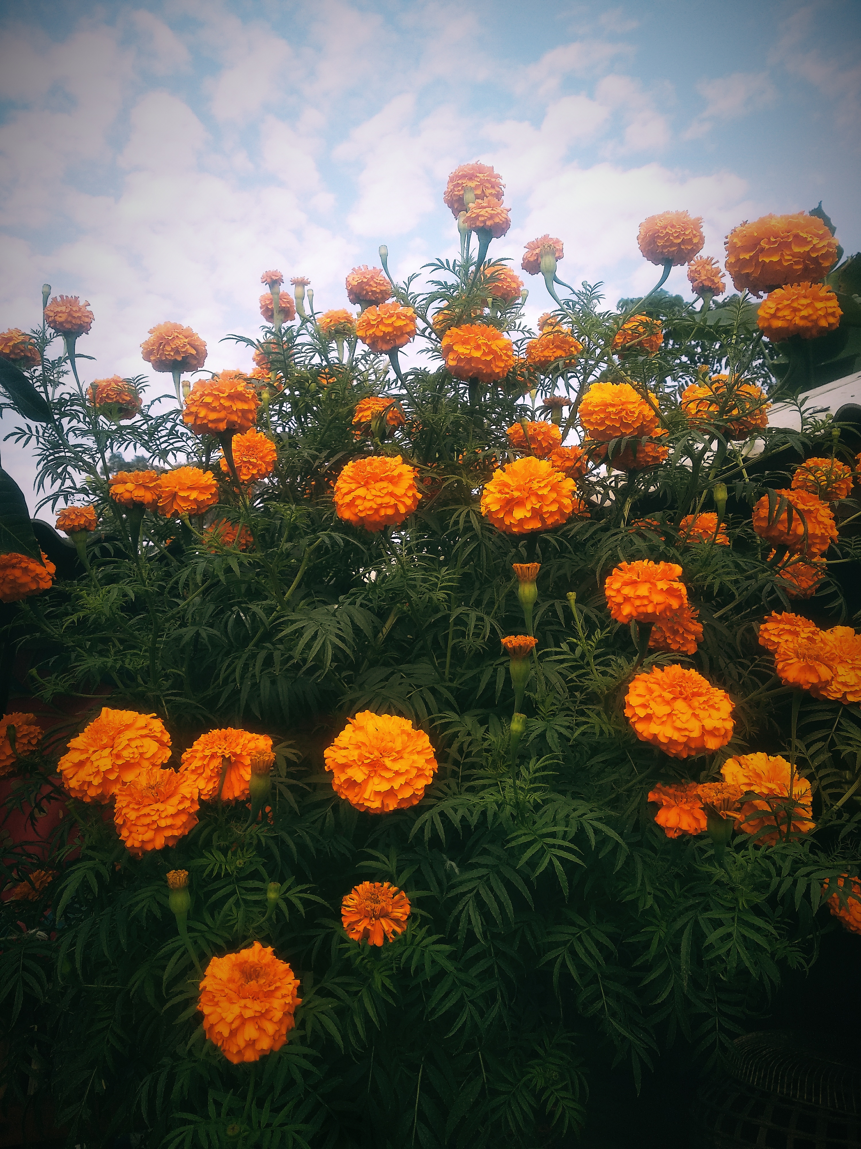 IMG_20201226_094704.jpg