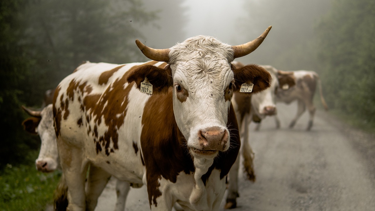 cow-7092777_1280.jpg