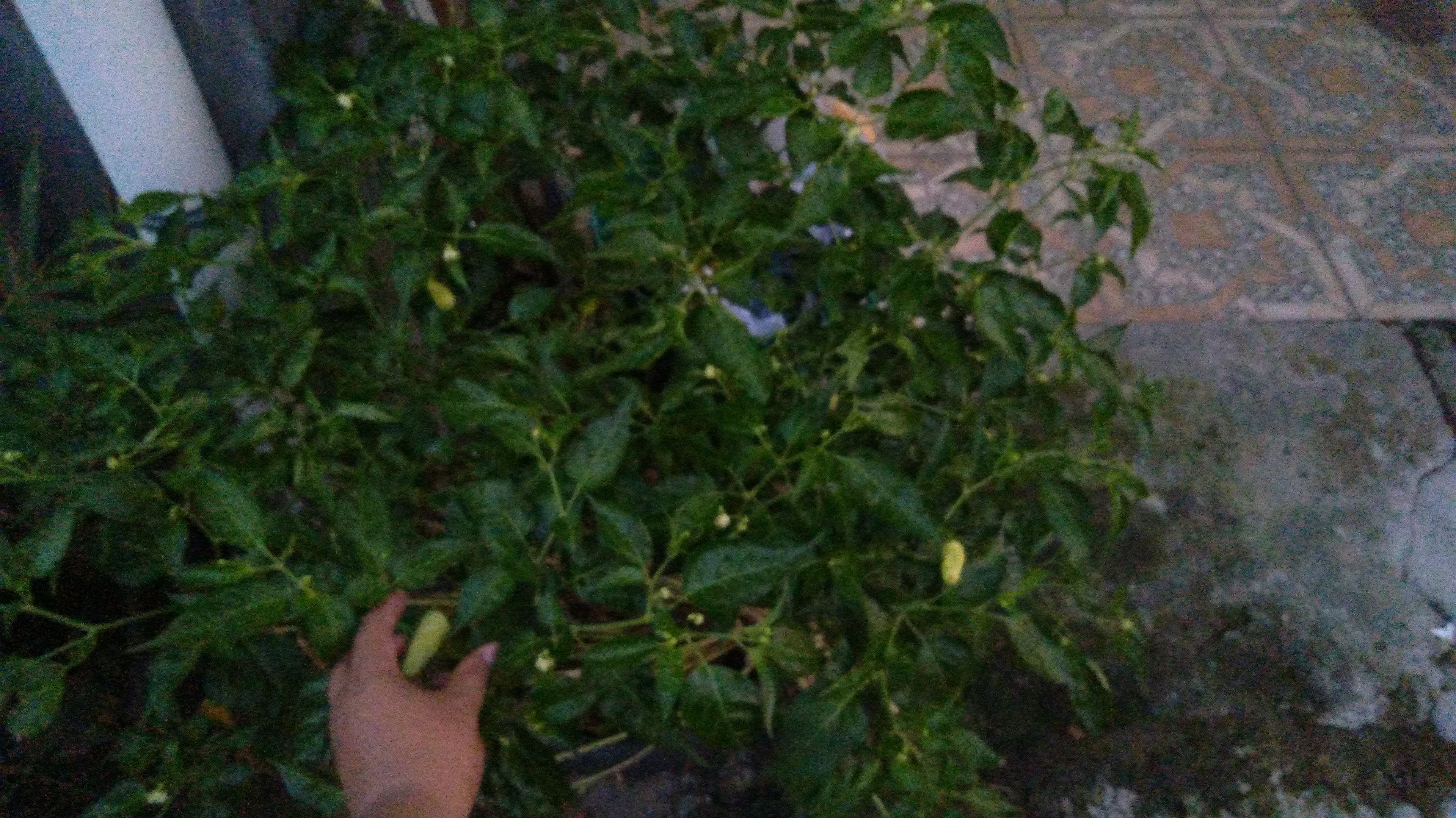 IMG-20220317-WA0032.jpeg