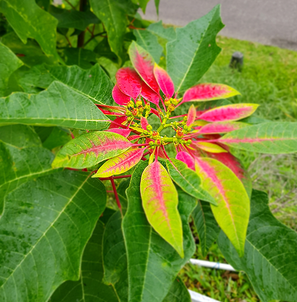 SH Flowers07.jpg
