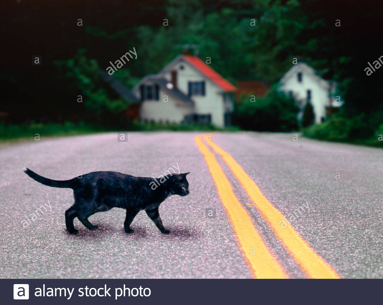Кошка черная перебежала дорогу