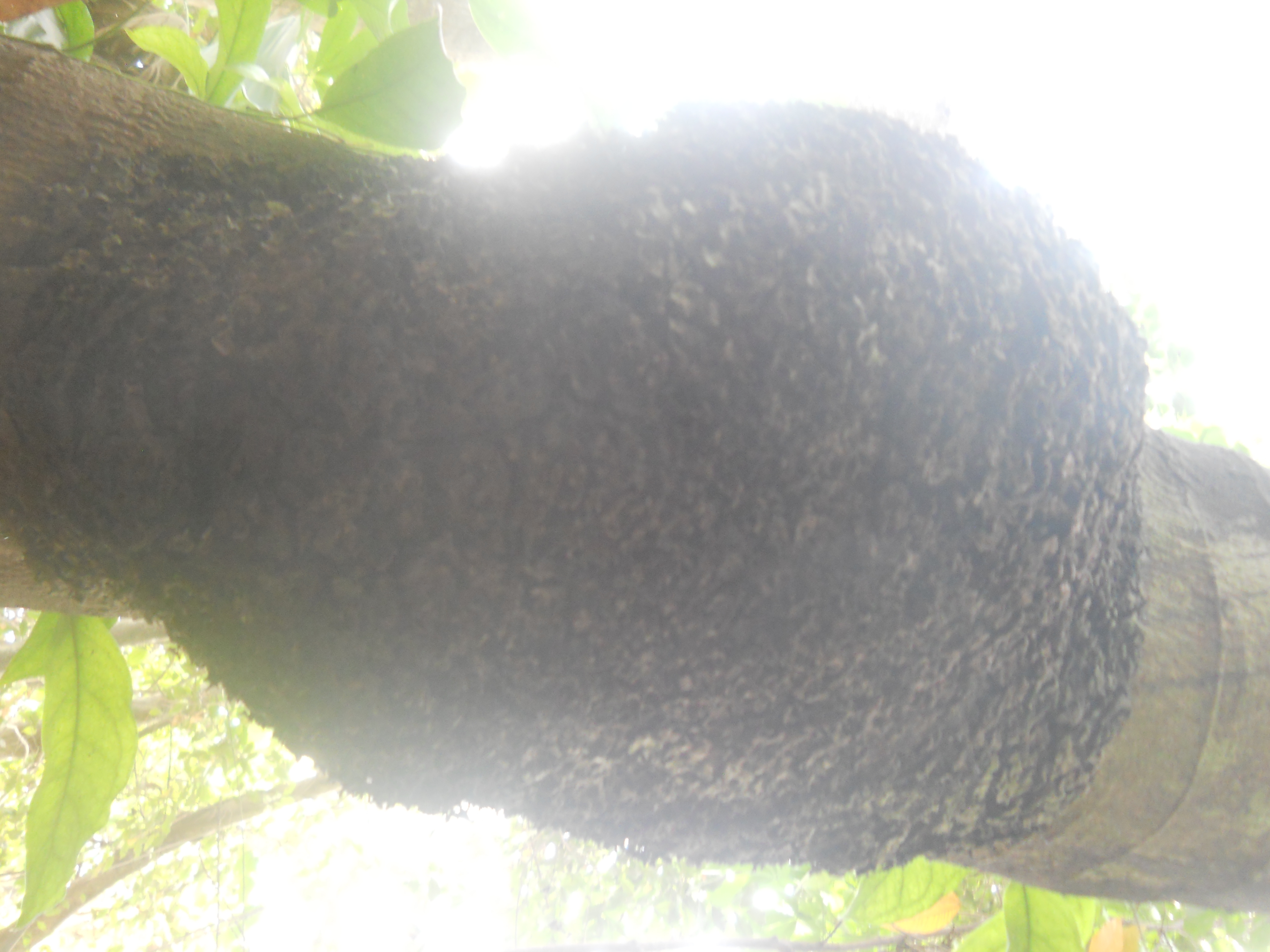 DSCN5336.JPG