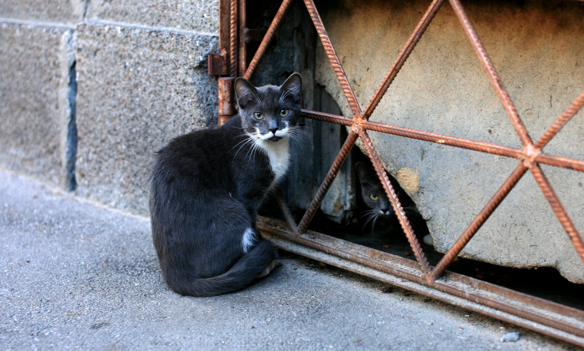 wed_2445cat2.jpg