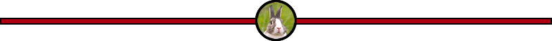 steemit-ketcom-rabbit-slim-seperator.fw.png