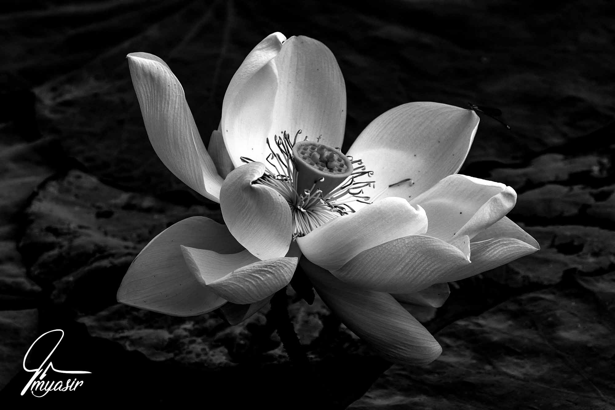 yasir bnw (5).jpg