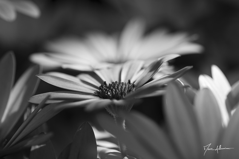 DSC_4202.jpg