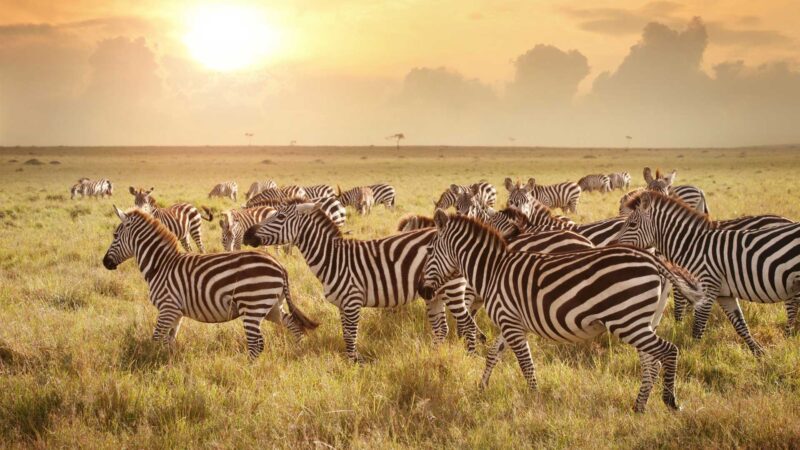 Best 8 Tanzania Safari Trips Now for Unforgettable Safari.jpg