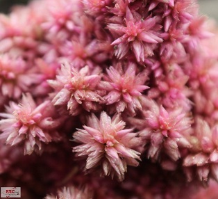 Flor++.jpg